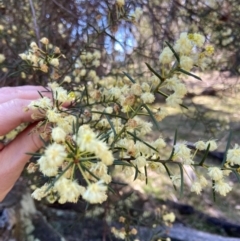 Acacia genistifolia at Lyneham, ACT - 24 Aug 2024