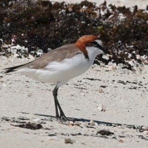 Anarhynchus ruficapillus at Meru, WA - 20 Apr 2024