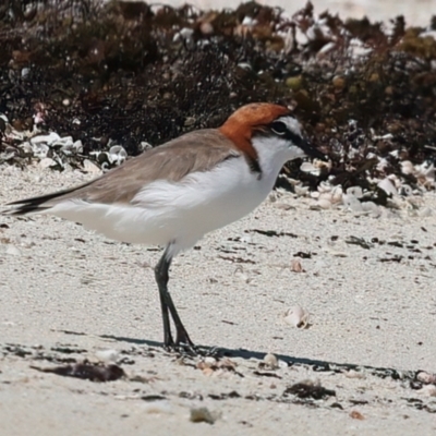 Anarhynchus ruficapillus (Red-capped Plover) at Meru, WA - 20 Apr 2024 by jb2602