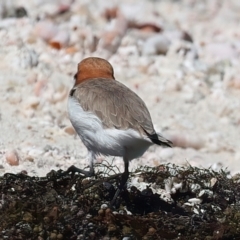 Anarhynchus ruficapillus at Meru, WA - 20 Apr 2024