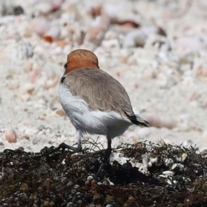 Anarhynchus ruficapillus at Meru, WA - 20 Apr 2024