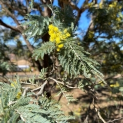 Acacia dealbata subsp. dealbata at Lyneham, ACT - 24 Aug 2024