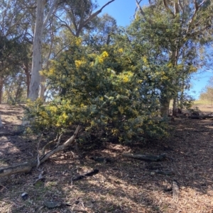 Acacia baileyana at Lyneham, ACT - 24 Aug 2024 12:49 PM