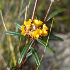 Pultenaea rosmarinifolia (Rosemary Bush-pea) at Twelve Mile Peg, NSW - 21 Aug 2024 by RobG1