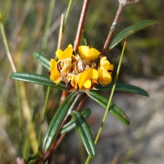 Pultenaea rosmarinifolia at Twelve Mile Peg, NSW - 21 Aug 2024 by RobG1