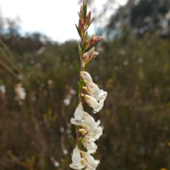 Epacris obtusifolia (Blunt-leaf Heath) at Tianjara, NSW - 21 Aug 2024 by RobG1