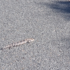 Tiliqua scincoides scincoides (Eastern Blue-tongue) at Florey, ACT - 24 Aug 2024 by Coran