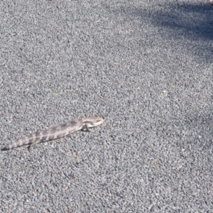 Tiliqua scincoides scincoides at Florey, ACT - 24 Aug 2024