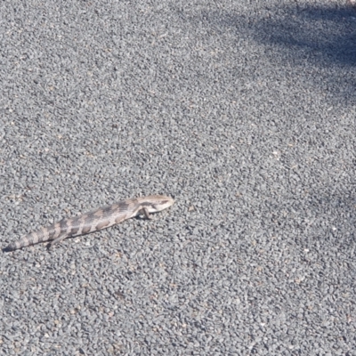 Tiliqua scincoides scincoides (Eastern Blue-tongue) at Florey, ACT - 24 Aug 2024 by Coran