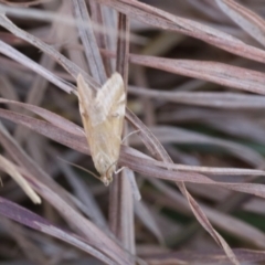 Hellula hydralis (Cabbage Centre Moth) at Lyons, ACT - 24 Aug 2024 by ran452