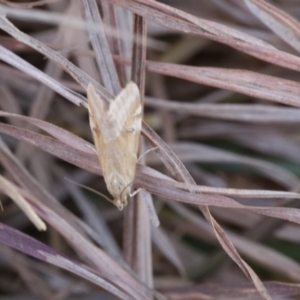 Hellula hydralis at Lyons, ACT - 24 Aug 2024