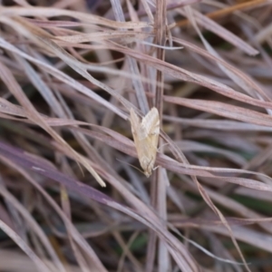 Hellula hydralis at Lyons, ACT - 24 Aug 2024