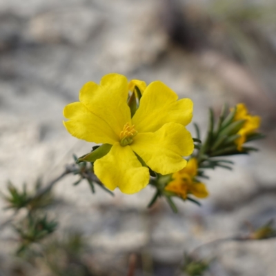 Hibbertia sp. at Twelve Mile Peg, NSW - 21 Aug 2024 by RobG1