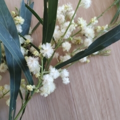 Acacia mabellae (Black Wattle) at Surf Beach, NSW - 24 Aug 2024 by LyndalT