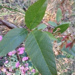 Hardenbergia violacea at Moruya, NSW - 23 Aug 2024 by LyndalT