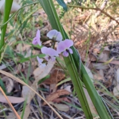 Glycine clandestina (Twining Glycine) at Broulee, NSW - 24 Aug 2024 by LyndalT