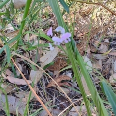 Glycine clandestina at Broulee, NSW - 24 Aug 2024 09:47 AM