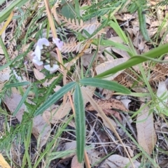 Glycine clandestina at Broulee, NSW - 24 Aug 2024 09:47 AM