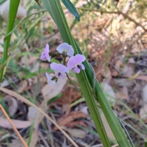 Glycine clandestina at Broulee, NSW - 24 Aug 2024 09:47 AM