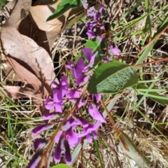 Hardenbergia violacea (False Sarsaparilla) at Moruya Heads, NSW - 24 Aug 2024 by LyndalT