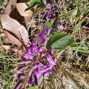 Hardenbergia violacea at Moruya Heads, NSW - 24 Aug 2024 09:52 AM