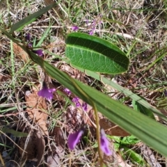 Hardenbergia violacea at Moruya Heads, NSW - 24 Aug 2024 09:52 AM