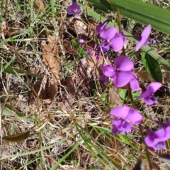 Hardenbergia violacea at Moruya Heads, NSW - 24 Aug 2024 09:52 AM