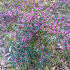 Indigofera australis subsp. australis (Australian Indigo) at Moruya Heads, NSW - 24 Aug 2024 by LyndalT