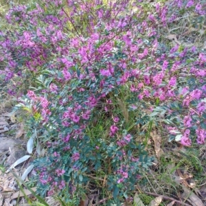 Indigofera australis subsp. australis at Moruya Heads, NSW - 24 Aug 2024