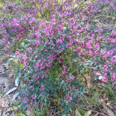 Indigofera australis subsp. australis (Australian Indigo) at Moruya Heads, NSW - 24 Aug 2024 by LyndalT