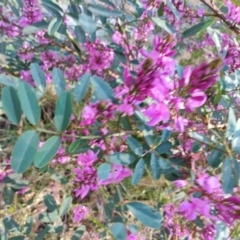 Indigofera australis subsp. australis at Moruya Heads, NSW - 24 Aug 2024