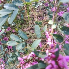 Indigofera australis subsp. australis at Moruya Heads, NSW - 24 Aug 2024