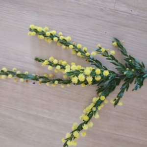 Acacia paradoxa at Surf Beach, NSW - 24 Aug 2024