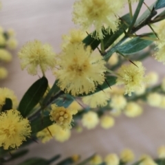 Acacia paradoxa at Surf Beach, NSW - 24 Aug 2024 01:39 PM