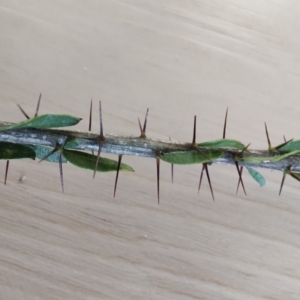 Acacia paradoxa at Surf Beach, NSW - 24 Aug 2024