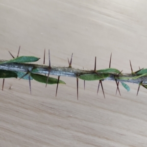 Acacia paradoxa at Surf Beach, NSW - 24 Aug 2024 01:39 PM