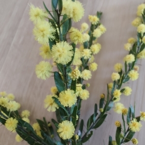 Acacia paradoxa at Surf Beach, NSW - 24 Aug 2024