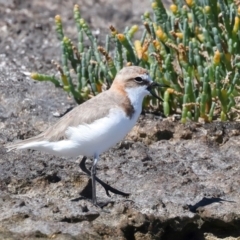 Anarhynchus ruficapillus (Red-capped Plover) at Houtman Abrolhos, WA - 20 Apr 2024 by jb2602