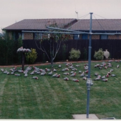 Eolophus roseicapilla (Galah) at Richardson, ACT - 15 May 1988 by MB