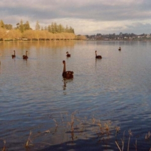 Cygnus atratus at West Leederville, WA - 15 Jun 1984 07:44 AM