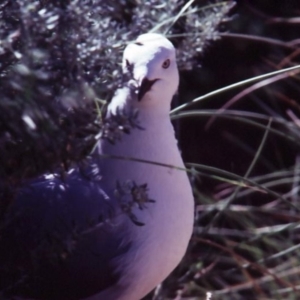 Chroicocephalus novaehollandiae at Shoalwater, WA - 19 May 1984