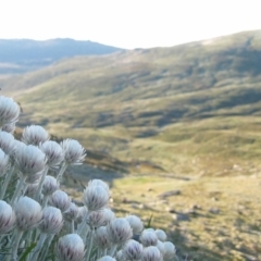 Leucochrysum alpinum (Alpine Sunray) at Munyang, NSW - 9 Jan 2005 by MB