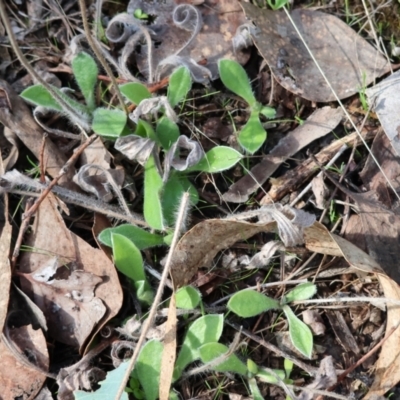 Brunonia australis at Beechworth, VIC - 23 Aug 2024 by KylieWaldon