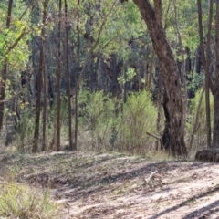 Brunonia australis at Beechworth, VIC - 24 Aug 2024