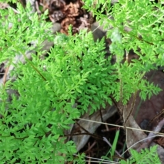 Cheilanthes austrotenuifolia (Rock Fern) at Beechworth, VIC - 24 Aug 2024 by KylieWaldon