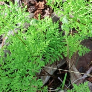 Cheilanthes austrotenuifolia at Beechworth, VIC - 24 Aug 2024 10:01 AM