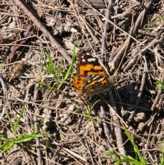 Vanessa kershawi (Australian Painted Lady) at Macgregor, ACT - 24 Aug 2024 by Csteele4