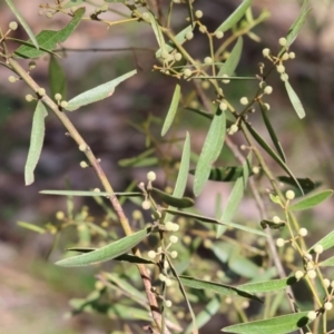 Acacia verniciflua at Chiltern, VIC - 24 Aug 2024 10:02 AM