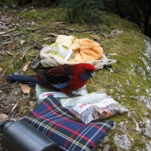 Platycercus elegans at Wilsons Promontory, VIC - 27 Nov 2004