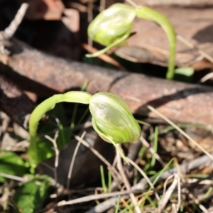 Pterostylis nutans at Chiltern, VIC - 24 Aug 2024